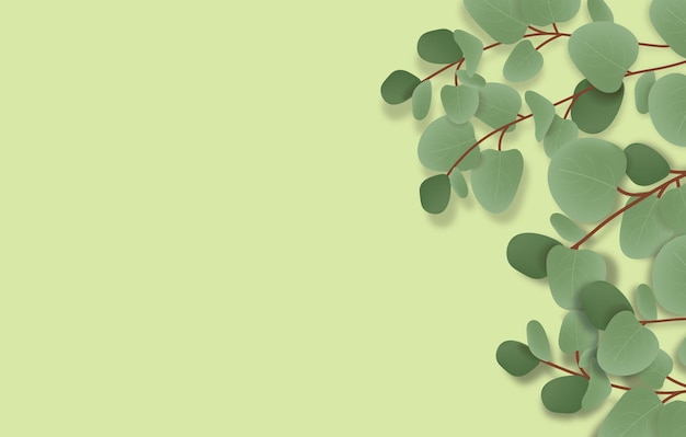 Vector eucalyptus background vector, plant banner, minimalist design