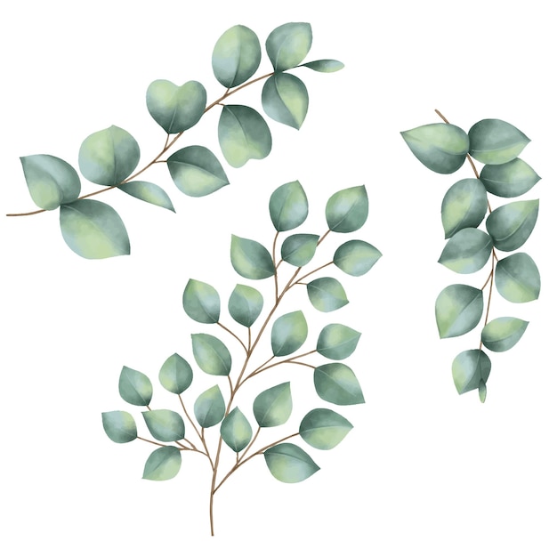 Eucalyptus blad aquarel schilderij op wit