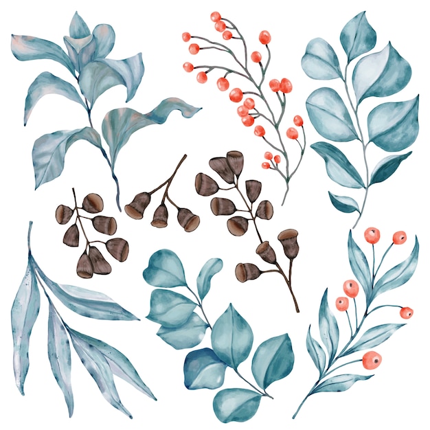 Vector eucalyptus brancges set with red berries and pod