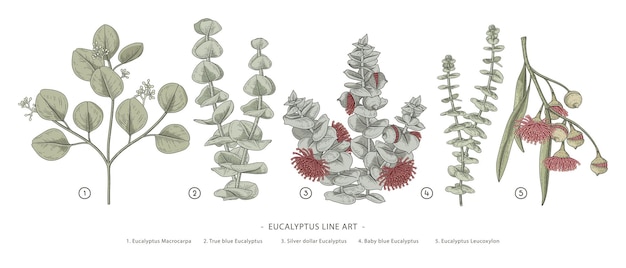 Vettore ramo di eucalipto illustrazioni botaniche disegnate a mano.