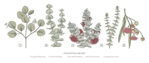 Eucalyptus branch hand drawn botanical illustrations.