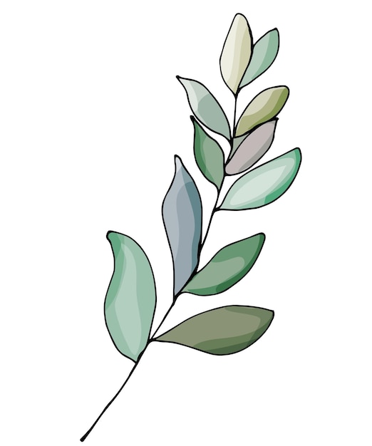 Eucalyptus branch hand drawn illustration