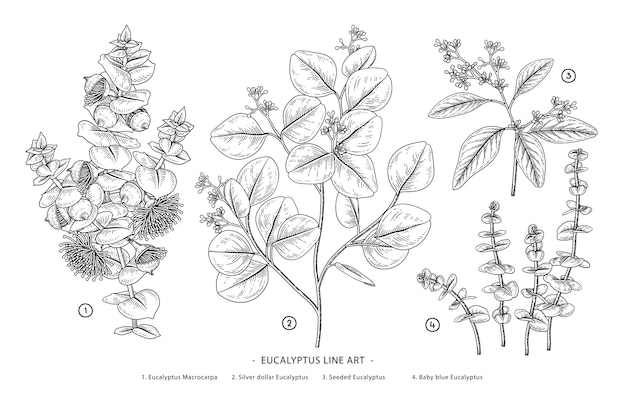 Vector eucalyptus branch in hand drawn