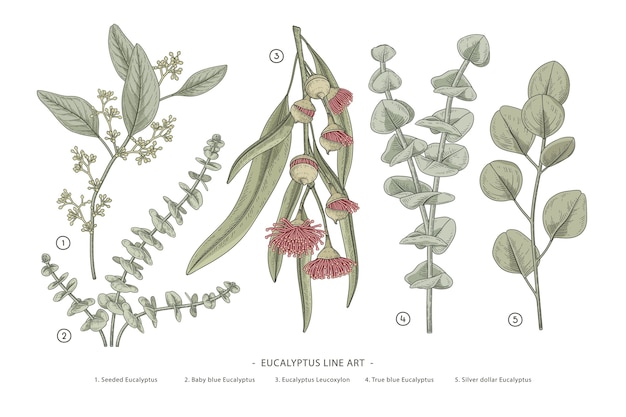 ベクトル 手描きのユーカリの枝