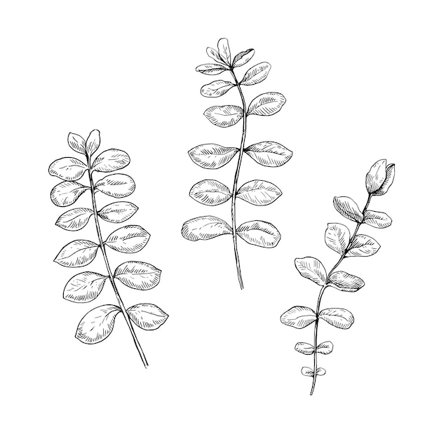 Vector eucalyptus branches isolated black and white design elements vector illustration