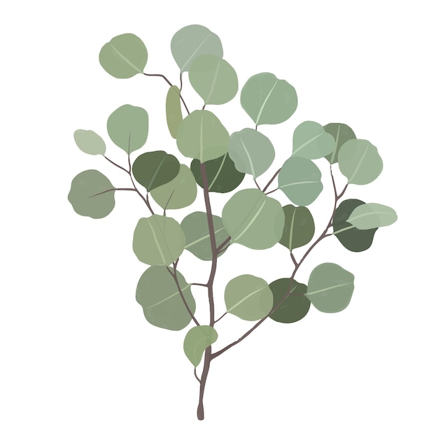 Eucalyptus gouache flat illustrations. Green leaves isolated on white background for wrapping paper