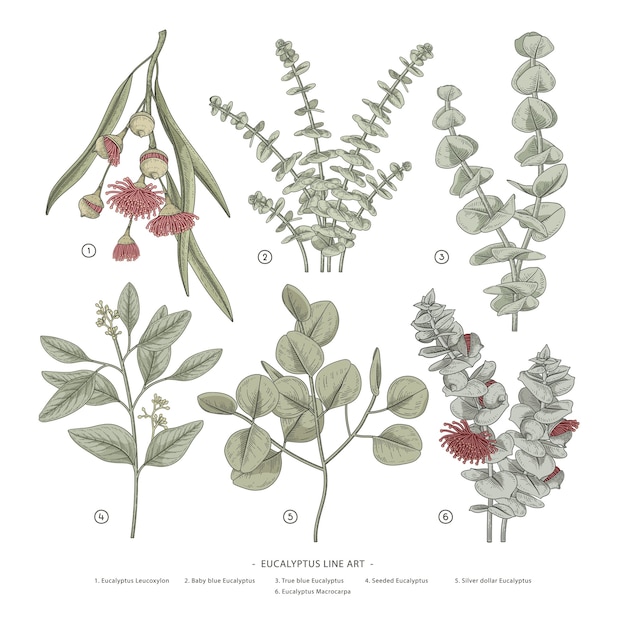 eucalyptus hand drawn illustrations.