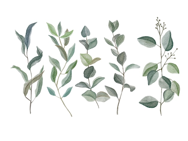 Eucalyptus handbeschilderde aquarel individuele elementen