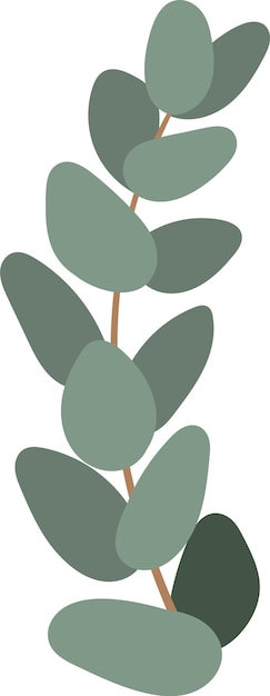 Eucalyptus Herbal Branch