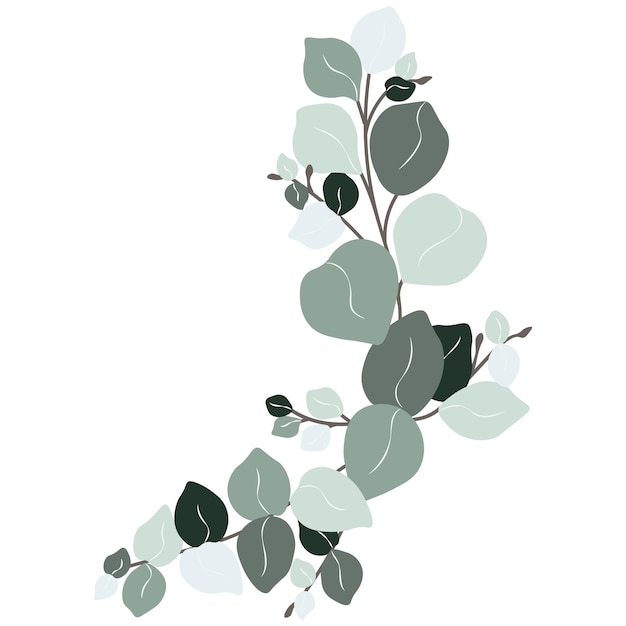 Vector eucalyptus leaf hand drawn vector