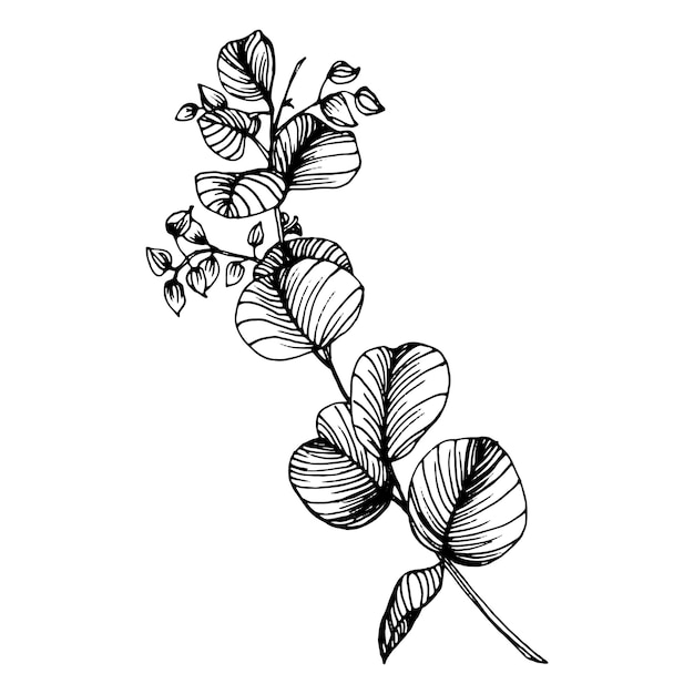 Foglie di eucalipto. fiore botanico floreale. elemento di illustrazione isolato. disegno a mano fiori di campo