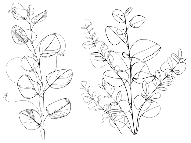 Vector eucalyptus leaves one line drawing art