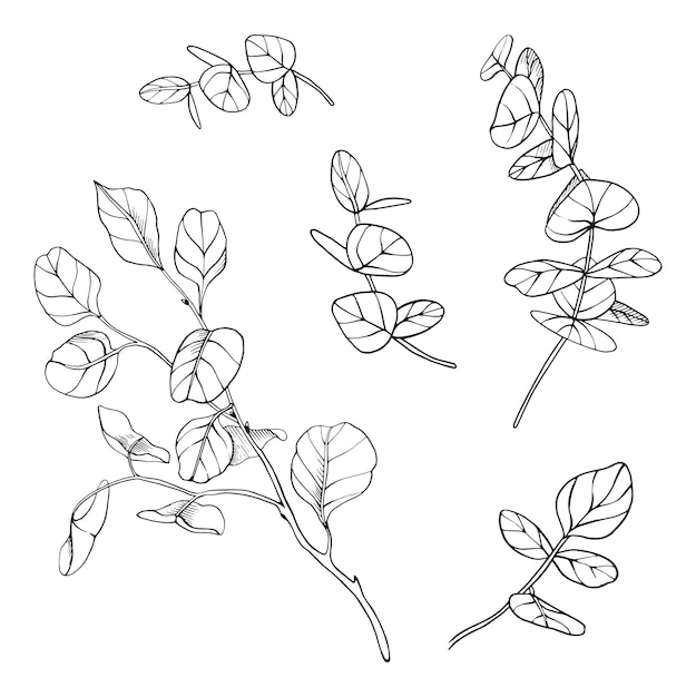 eucalyptus plant branch line black graphic
