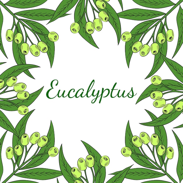 Eucalyptus Square banner in color