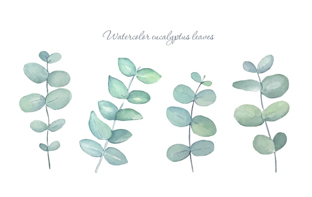 Eucalyptus takken hand getekende aquarel illustratie