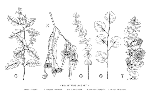 Vector eucalyptus tekeningen