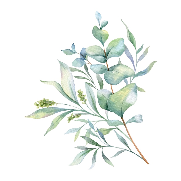 Vector ユーカリの水彩画 手描きのユーカリの緑