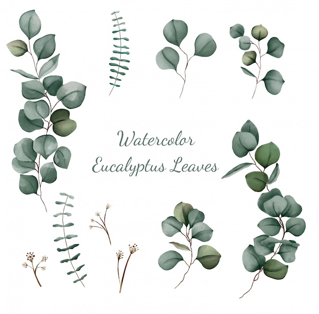 Vector eucalyptus watercolor set vector