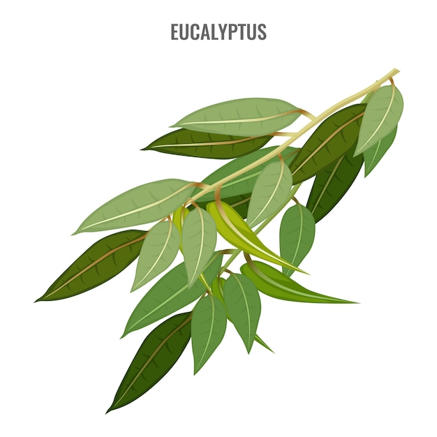 Eucalyptustak met dik groen blad.