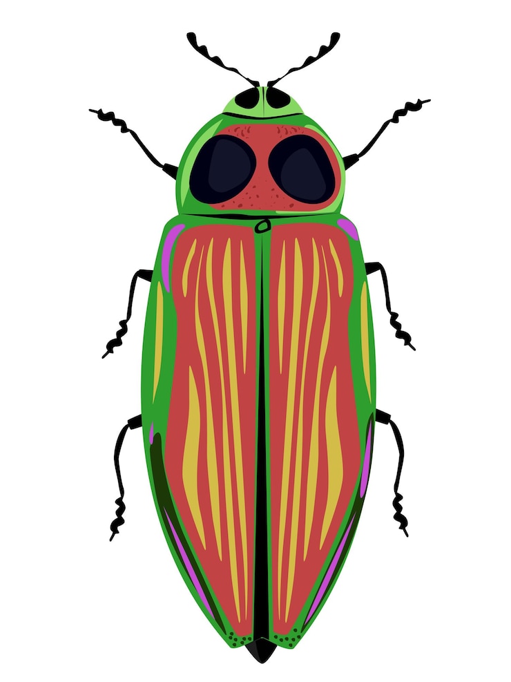 Vector euchroma gigantea insect vector illustration