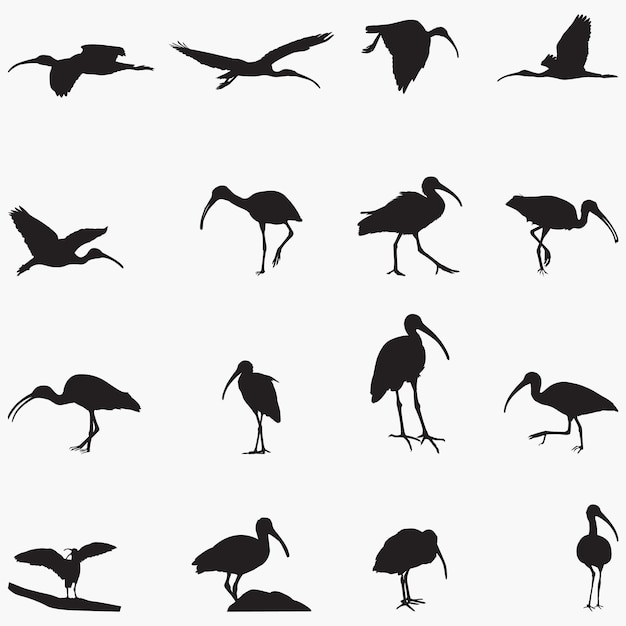 Eudocimus bird silhouettes