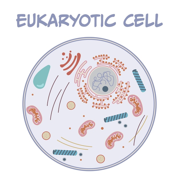 Eukaryotische cel vectorillustratie