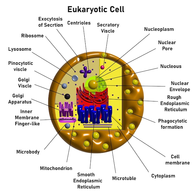 Vector eukaryotische cel