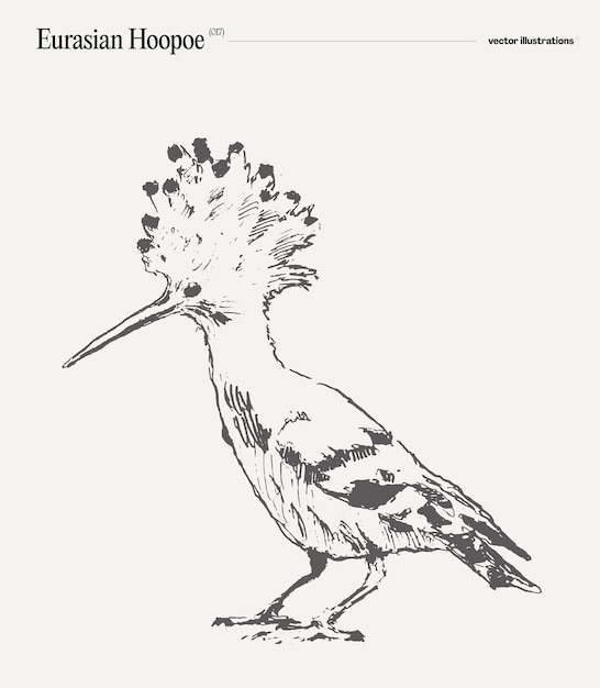 Vector eurasian hoopoe realistic hand drawn vector illustration sketch