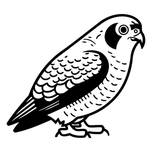 Vector eurasian peregrine falcon vector illustration