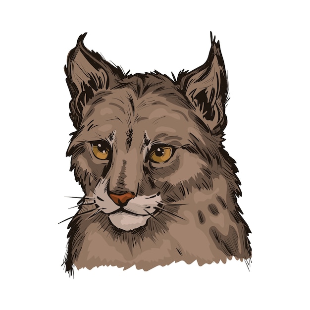 Vector euraziatische lynxbaby, portret van exotische dieren geïsoleerde schets. hand getekende illustratie.