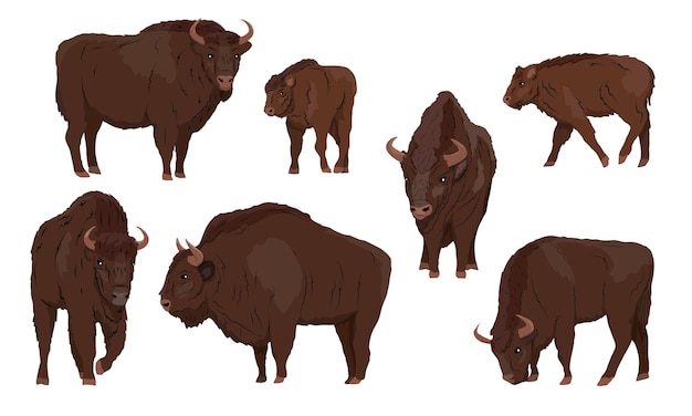 Europese bizon Bison bonasus set Mannetjes vrouwtjes en kalveren Europese bosbizon