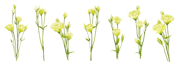 Vector eustoma lisianthus prairie gentian realistic 3d isolated on white big vector illustration set