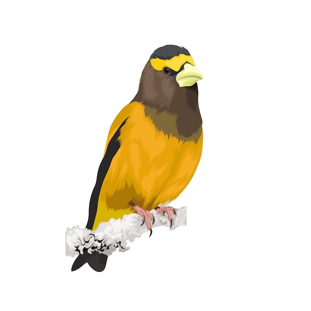 Evening grosbeak