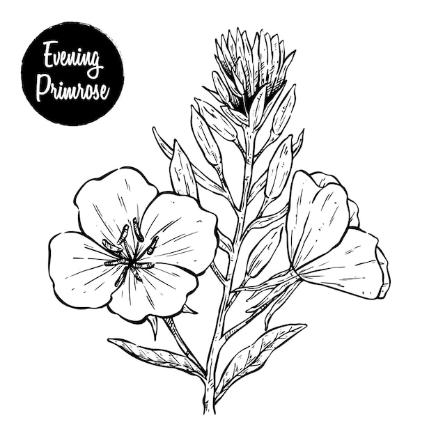 Vector evening primrose flower with hand drawing sketch or vintage style