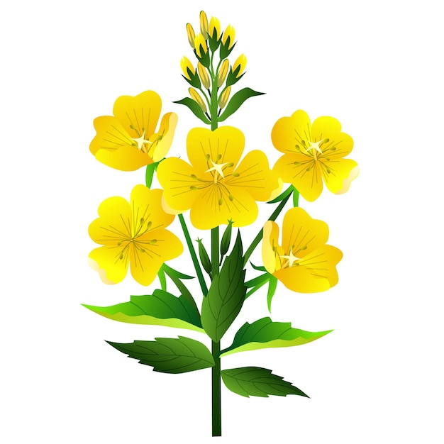 Vector evening primrose flower