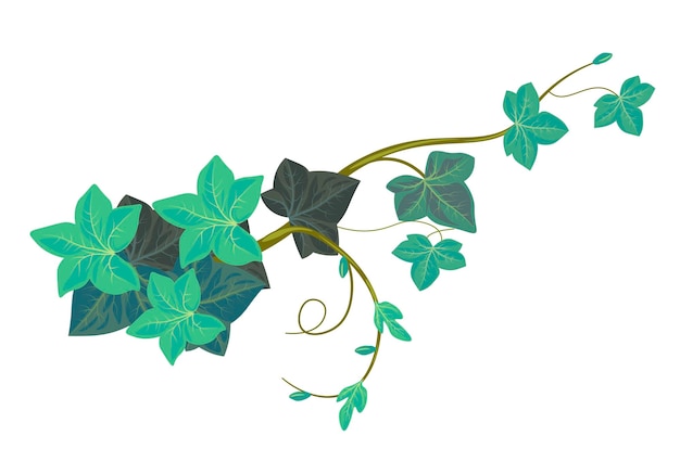 Vector evergreen botany vegetation isolated ivy climbing plant with branches and twigs foliage and leaves stems and swirls adornment tropical or exotic leafage for decoration vector in flat style