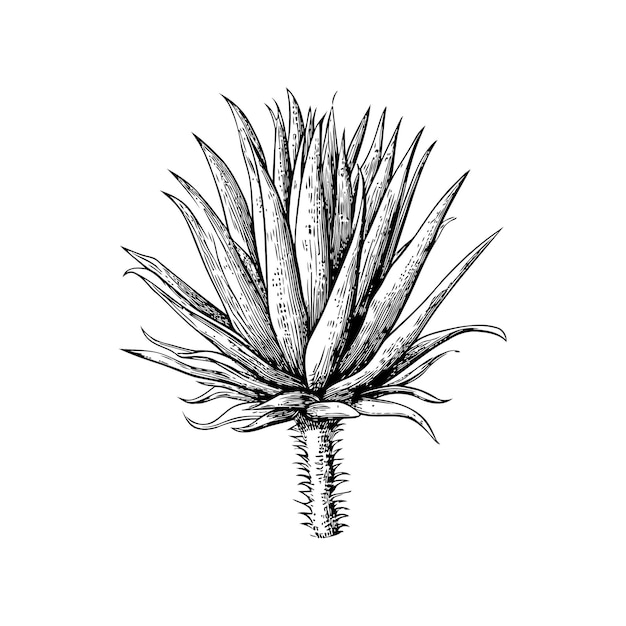 벡터 이국적인 아가베 식물 손으로 그린 스타일 터 일러스트레이션 디자인