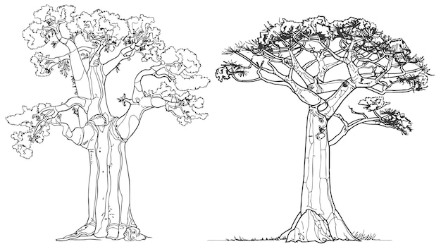 Exotic baobab tree in continuous line art drawing style