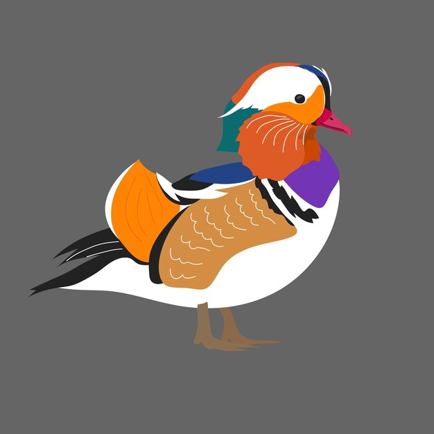 Vector exotic bird mandarin duck side view