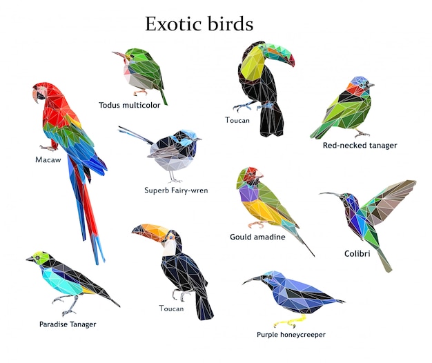 Exotic bird set vector illustration low poly