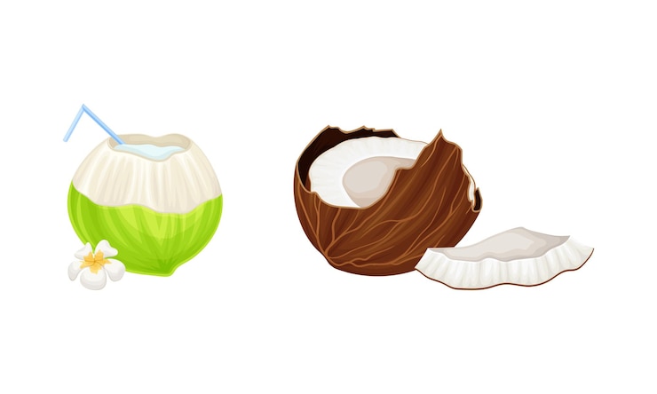 Vector exotic coconuts set coconut tropical cocktail and ripe broken juicy tropical fruit vector illustration