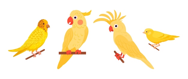 Exotic domestic birds Decorative birds canary cockatoo and yellow budgie flat vector illustration set Cute domestic birds on white