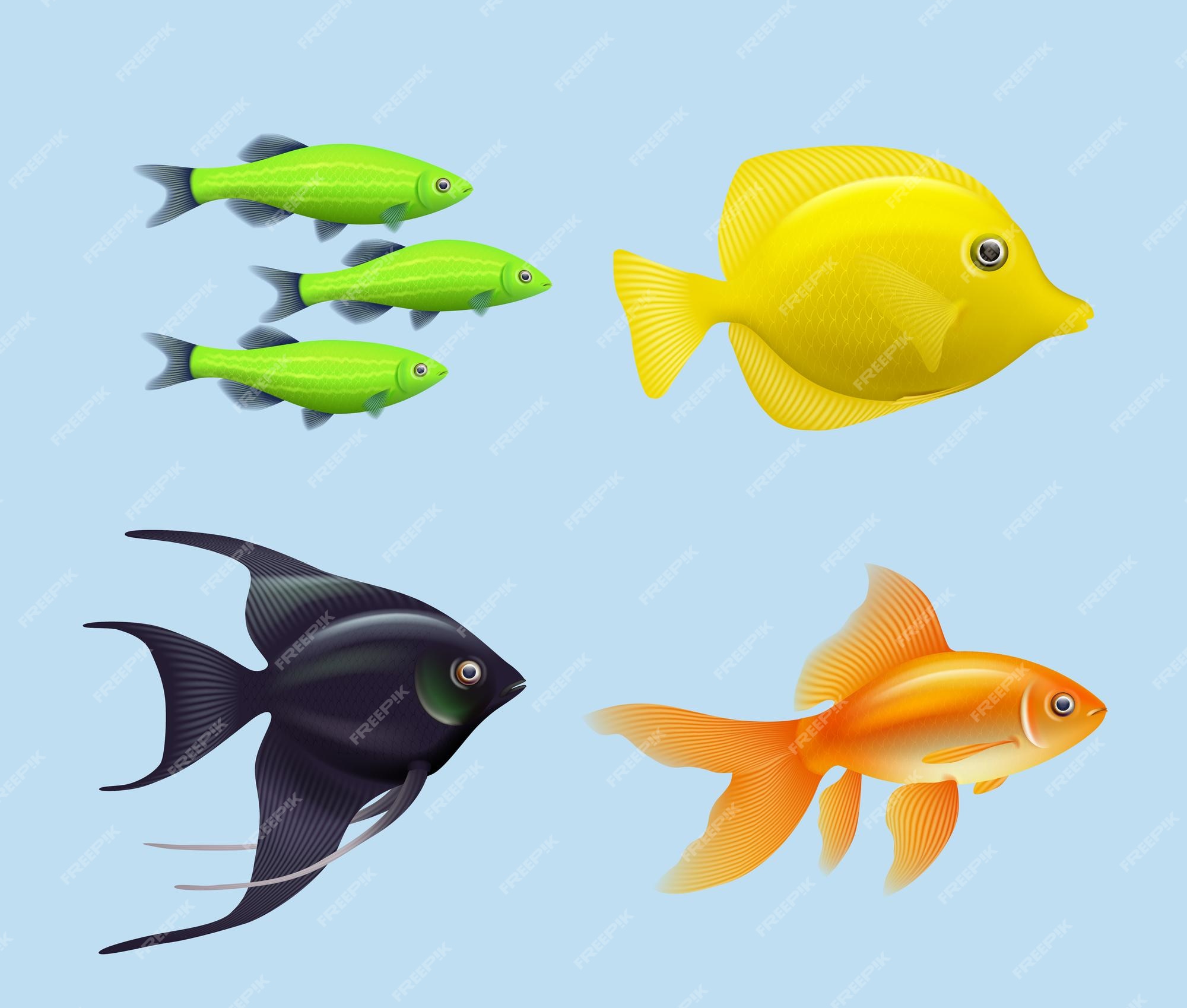 Premium Vector Exotic fishes realistic underwater life aquarium