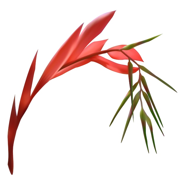 Vector exotic flower isolated vector illustration bohemian floral unique nature element billbergia