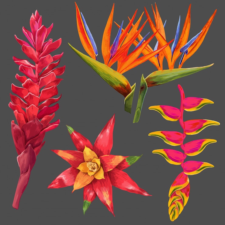 Vector エキゾチックな花と葉のセット。装飾用の熱帯の花の要素