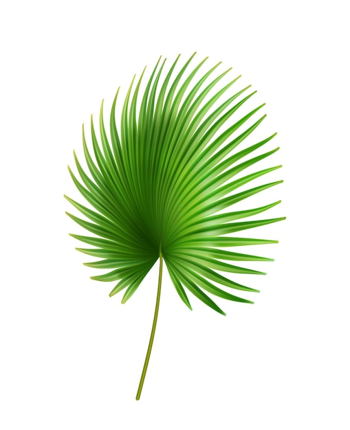 Exotic foliage palmetto tropical leaves of plant with large size isolated bush outdoors decoration