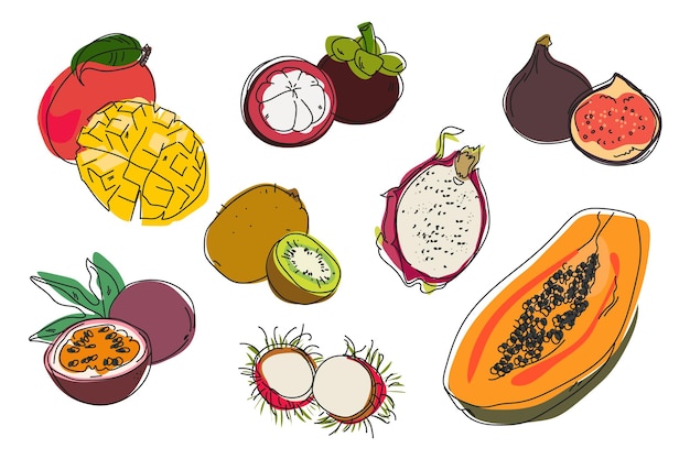 Collezione di set disegnati a mano di vettore di frutti esotici noni durian melograno mangostano guava mango eps