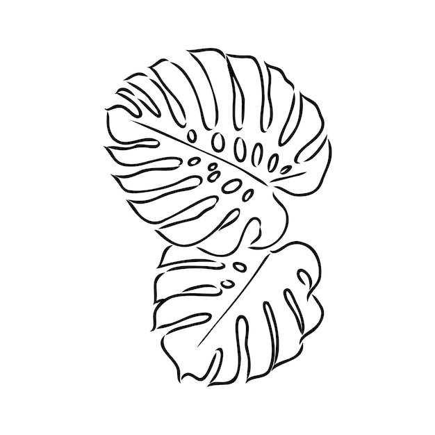 Esotico monstera disegno continuo a una linea foglia tropicale estiva fatta a mano su sfondo bianco minimo