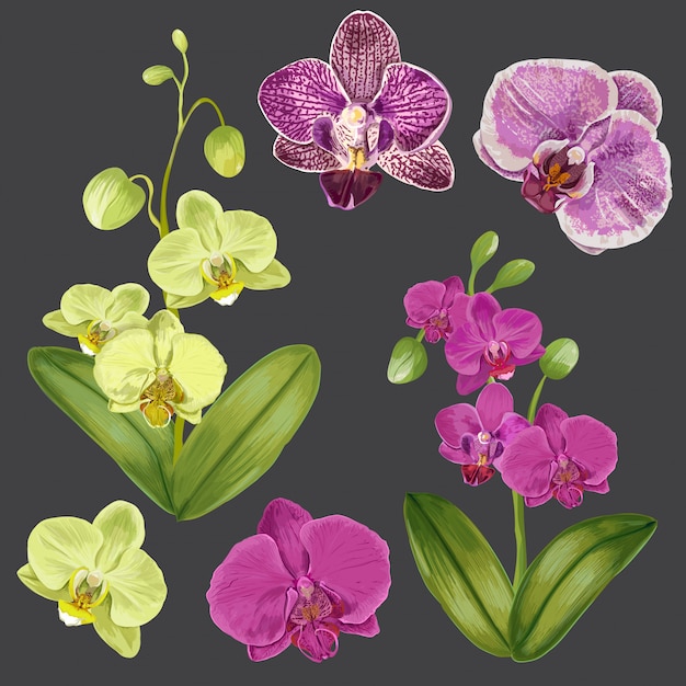 Vector exotic orchid flowers set. tropical floral elements for decoration, pattern, invitation.