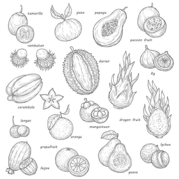 Vector exotic papaya tropical orange feijoa sketches